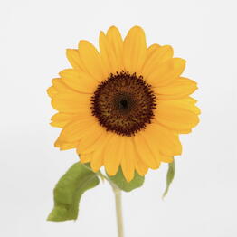 Adorable flowers
