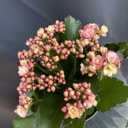 Sofi_flowers