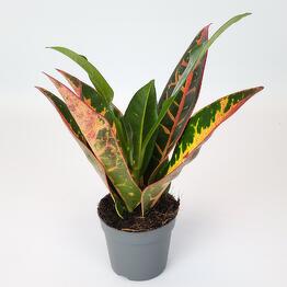FloraManiya
