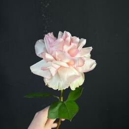 Flowly