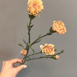 Nadi_flower