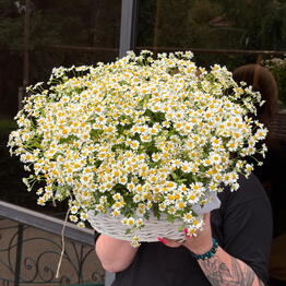 Maelle flowers