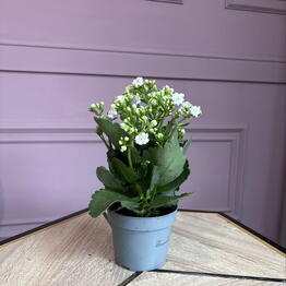 Almazova Flowers