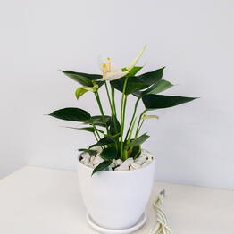 Natural’s vessels
