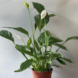 Ahs Flowers