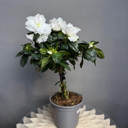 MisunFlora