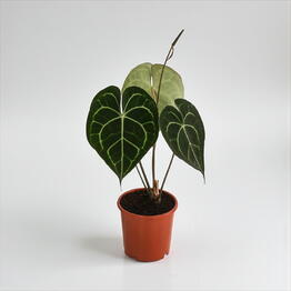 Pilea 