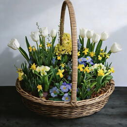 Flower_feya