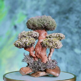 Cetraria