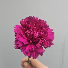 M-Rose39