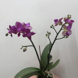BestFlora