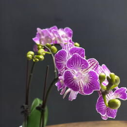 Bloom_Room