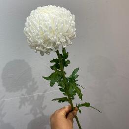 Studiya Cvetov Protea 