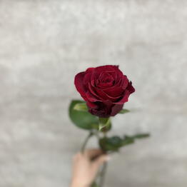 FlorSeason