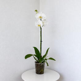 Pilea 