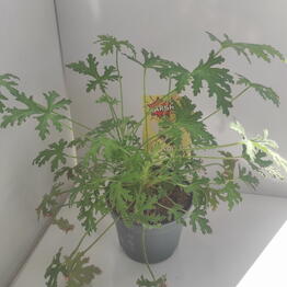 New Green