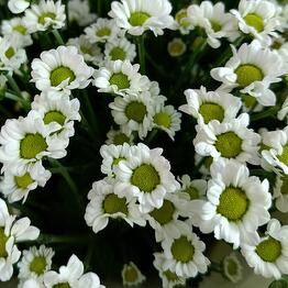 Sheffer flowers