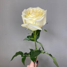 Floare
