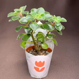 GreenDecor