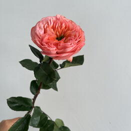 KARIPIONA MANDARIN