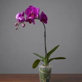 April_Plants