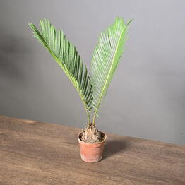 April_Plants