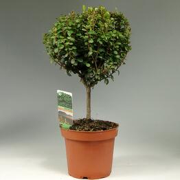 Exotica