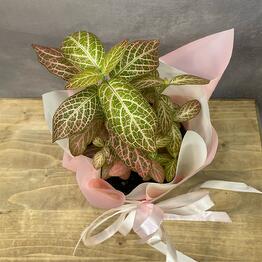 plants.nsk&kashpo_gorshok