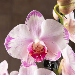 LuxuryPlants