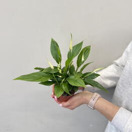 Florideya 