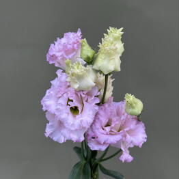 BB Flowers