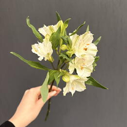 Viol botanical 