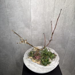 Tropi Decor студия озеленения
