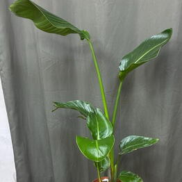 Cvetana