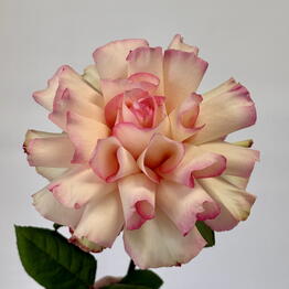 Chayka Flowers