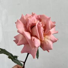 MaVa Flowers