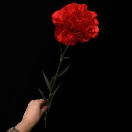 Amore