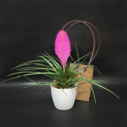 Succulenteria