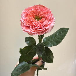 Ilona Veris Florist 
