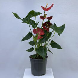 BB Flowers