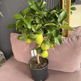 Flora