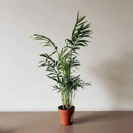 Musa Plants