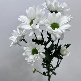 FLORESCO