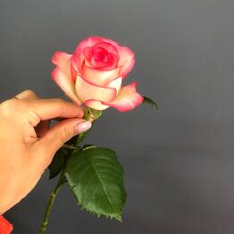 Florever