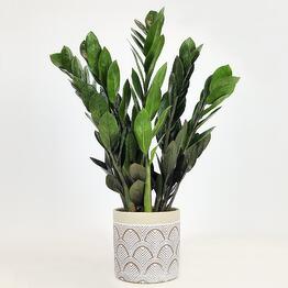 FloraManiya