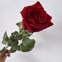 FLOWIA