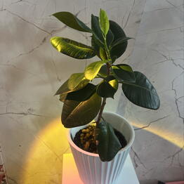 Black plants