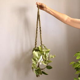 Florarium Selena