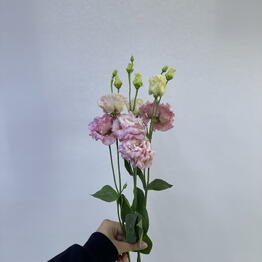 BB Flowers