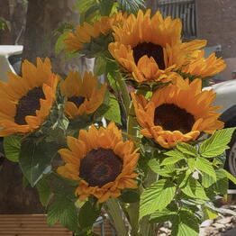 Flowershop.73